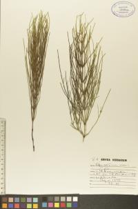 Equisetum arvense image
