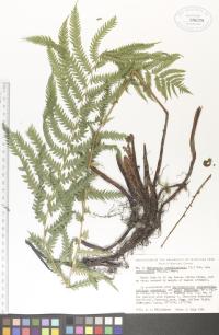 Matteuccia struthiopteris image