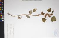 Xanthium strumarium image
