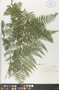 Athyrium asplenioides var. angustum image