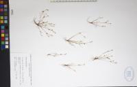 Juncus bufonius image