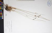 Juncus balticus image