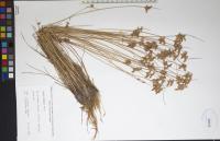 Juncus dudleyi image