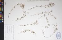 Galium labradoricum image