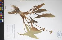 Sagittaria latifolia image