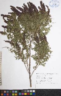 Amorpha nana image