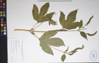 Ambrosia trifida image