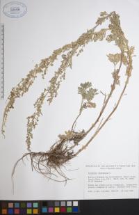 Artemisia absinthium image