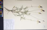 Ratibida columnifera image