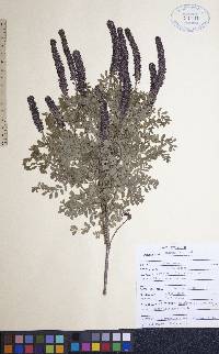 Amorpha nana image