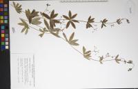 Galium triflorum image