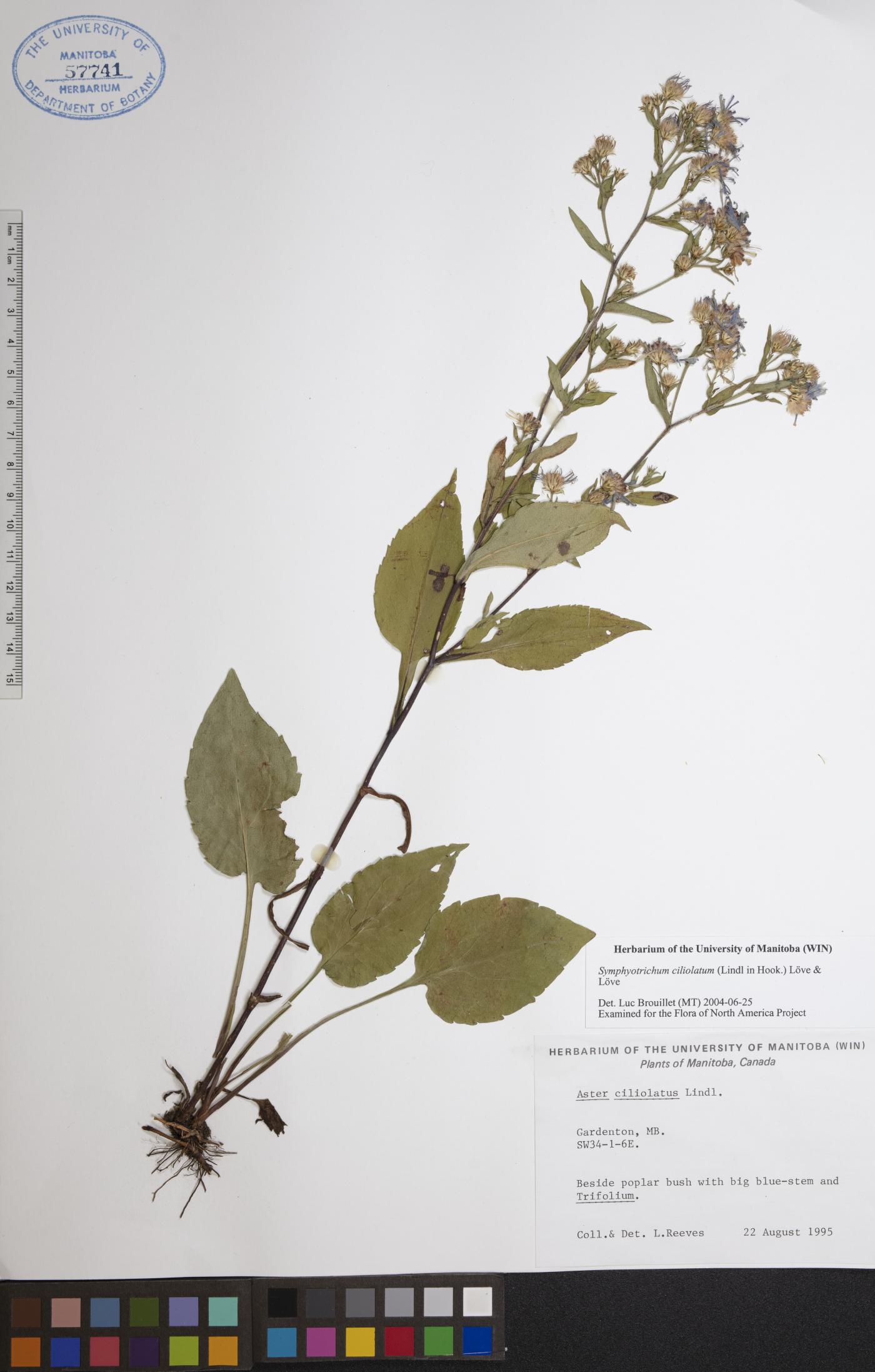 Symphyotrichum ciliolatum image