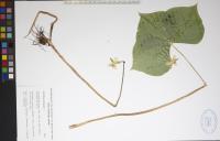 Trillium cernuum image