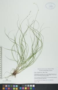 Carex brunnescens image