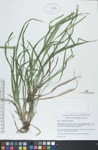 Carex leptonervia image