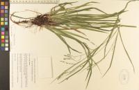 Carex arctata image
