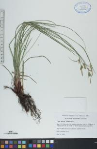Carex torreyi image
