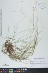 Carex trisperma image