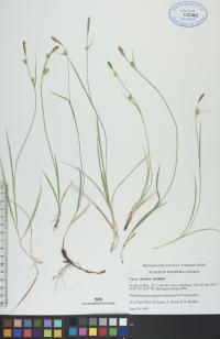Carex tetanica image