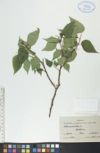 Celtis occidentalis image