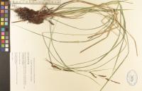 Carex aquatilis image