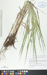 Carex hystericina image
