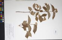 Viburnum rafinesqueanum image