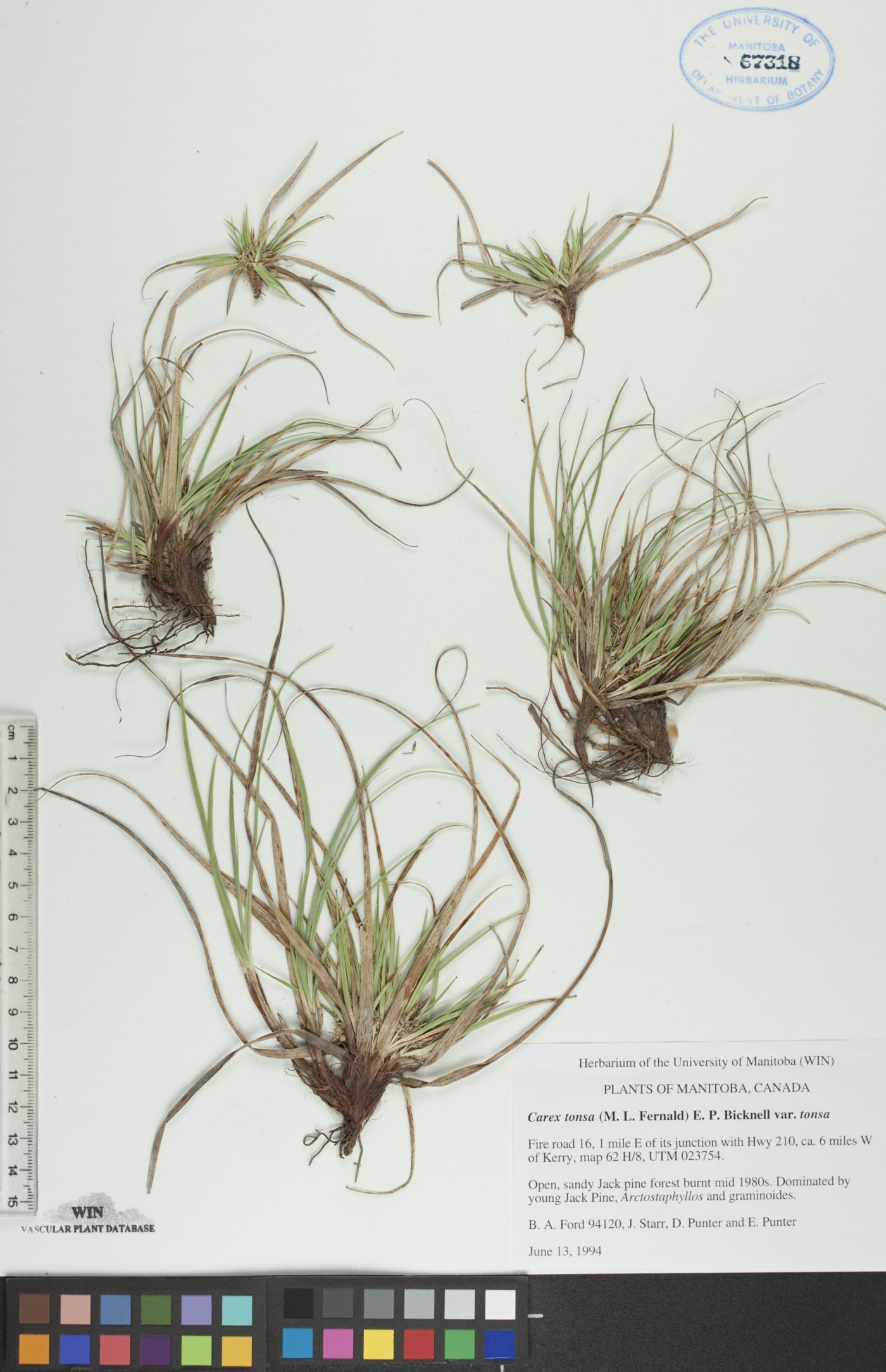 Carex tonsa image