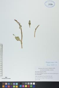 Botrychium simplex image