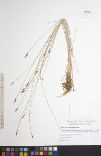 Eleocharis erythropoda image