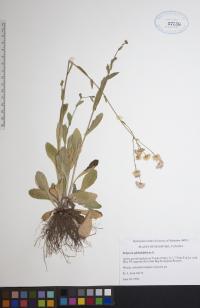 Erigeron philadelphicus image