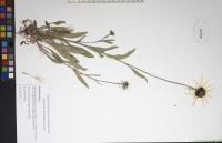 Rudbeckia hirta image