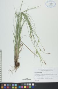 Carex tetanica image