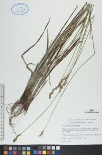 Carex merritt-fernaldii image