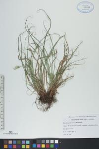 Carex saximontana image