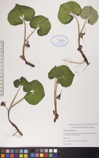 Asarum canadense image