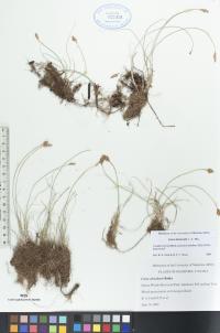 Carex duriuscula image