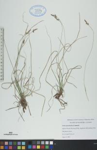 Carex pensylvanica image