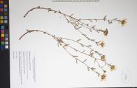 Grindelia squarrosa image