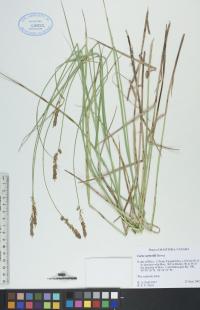 Carex sartwellii image