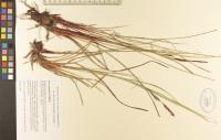 Carex aquatilis image