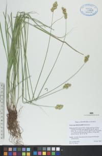 Carex merritt-fernaldii image