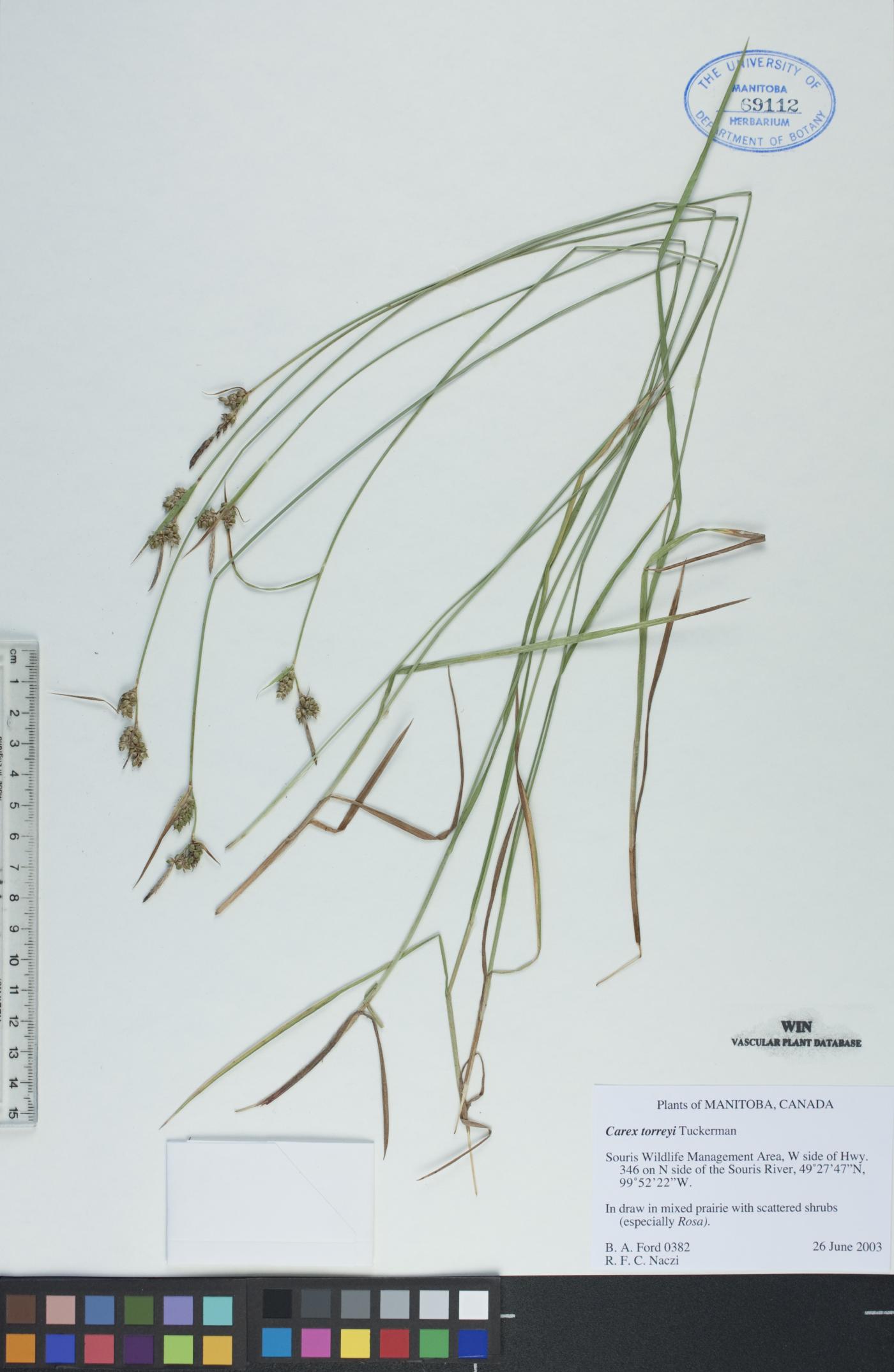 Carex torreyi image