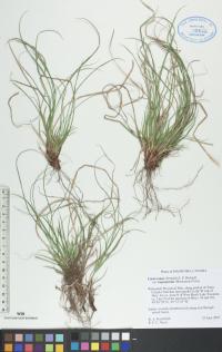 Carex tonsa image