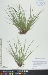 Carex tonsa image