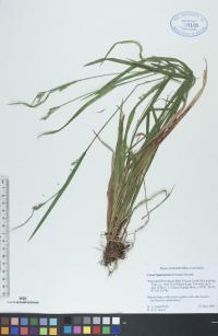 Carex leptonervia image