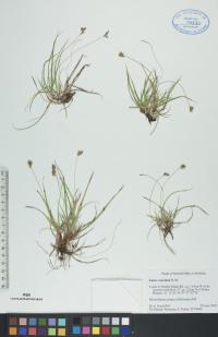 Carex concinna image