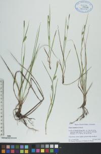 Carex tetanica image