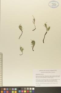 Equisetum arvense image