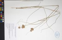 Juncus torreyi image
